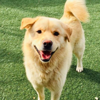 FOZZIE BEAR, an adoptable Golden Retriever, Samoyed in Point Richmond, CA, 94801 | Photo Image 2