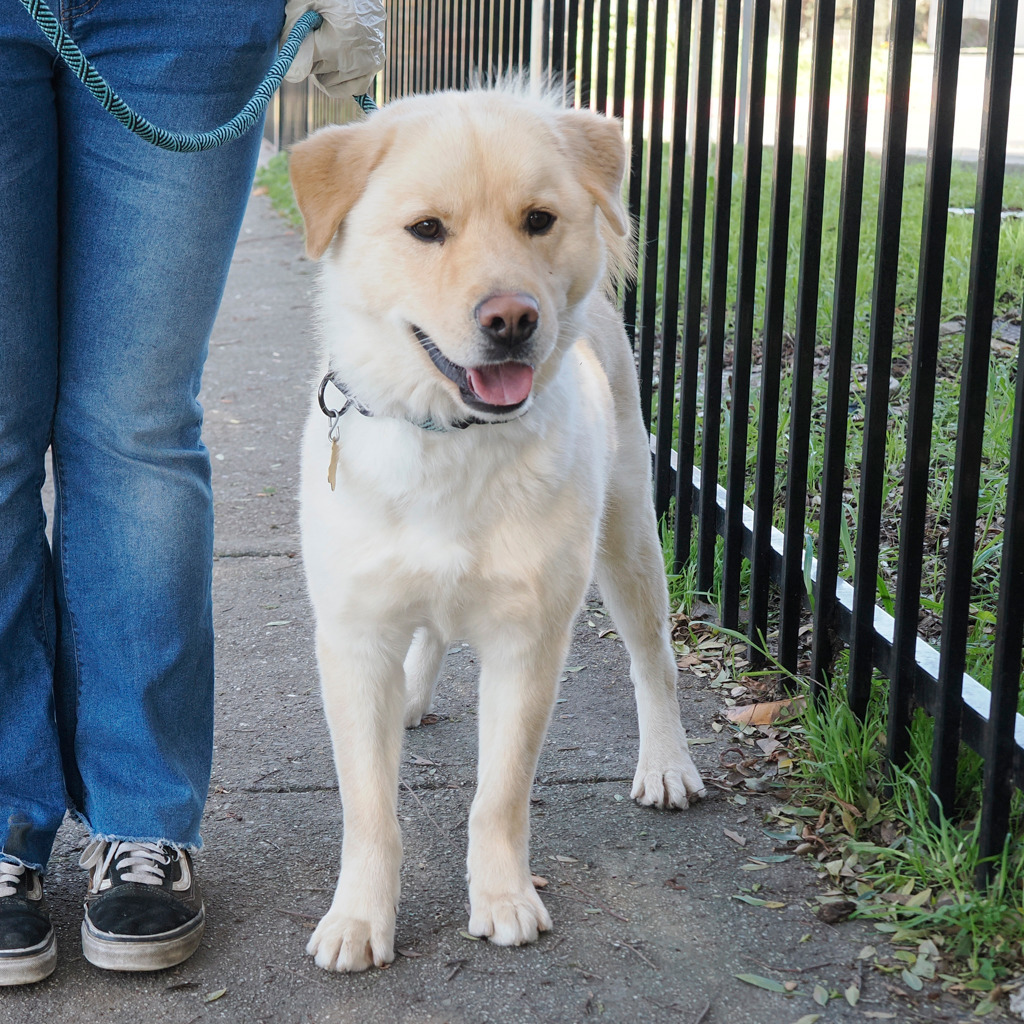 FOZZIE BEAR, an adoptable Golden Retriever, Samoyed in Point Richmond, CA, 94801 | Photo Image 3