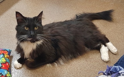 Felix, an adoptable Domestic Short Hair in Everett, WA, 98201 | Photo Image 2
