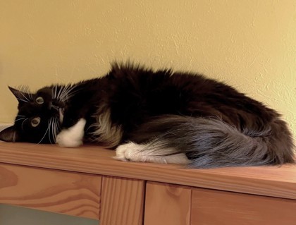 Felix