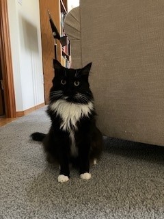 Felix, an adoptable Domestic Short Hair in Everett, WA, 98201 | Photo Image 3