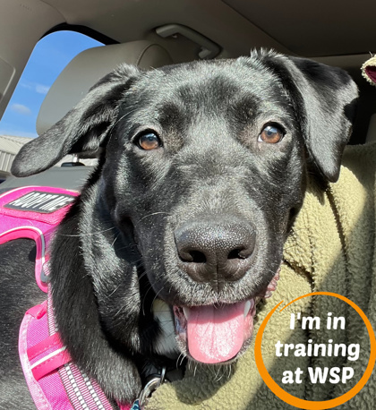 Gemma, an adoptable Mixed Breed in Walla Walla, WA, 99362 | Photo Image 1