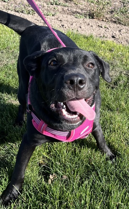 Gemma, an adoptable Mixed Breed in Walla Walla, WA, 99362 | Photo Image 2