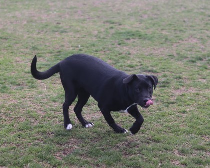Gemma, an adoptable Mixed Breed in Walla Walla, WA, 99362 | Photo Image 3