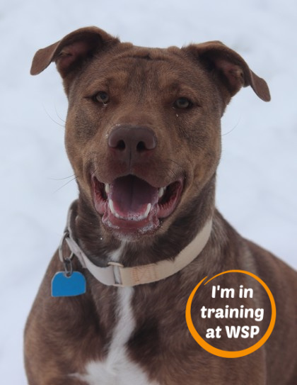 Roxy, an adoptable Mixed Breed in Walla Walla, WA, 99362 | Photo Image 1