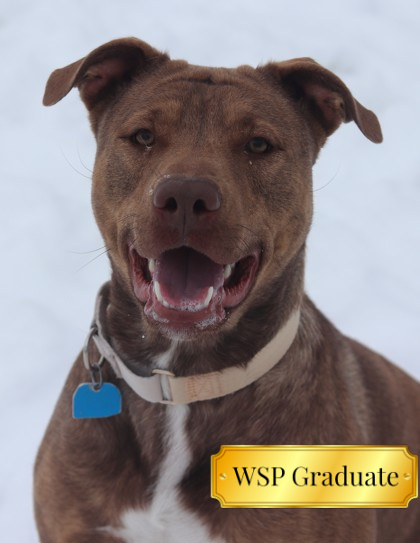 Roxy, an adoptable Mixed Breed in Walla Walla, WA, 99362 | Photo Image 1