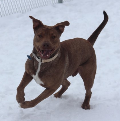 Roxy, an adoptable Mixed Breed in Walla Walla, WA, 99362 | Photo Image 2