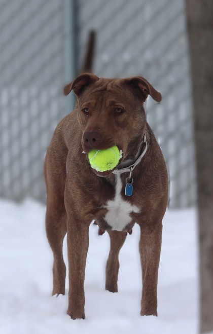 Roxy, an adoptable Mixed Breed in Walla Walla, WA, 99362 | Photo Image 3