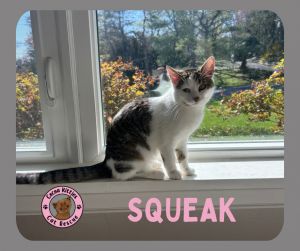 Squeak