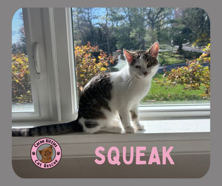 Squeak 1