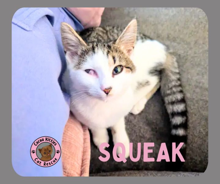 Squeak 6