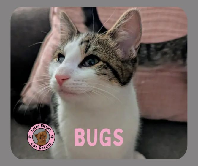 Bugs