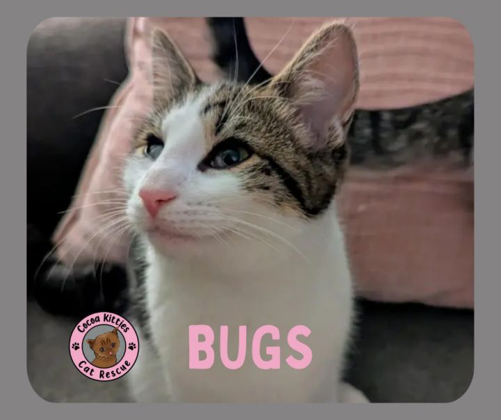 Bugs 1