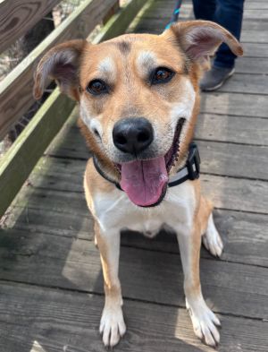 Make room for Pajune This two-year-old Shepherd mix is everything you want in a dog-handsome frie