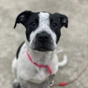 Pepper
