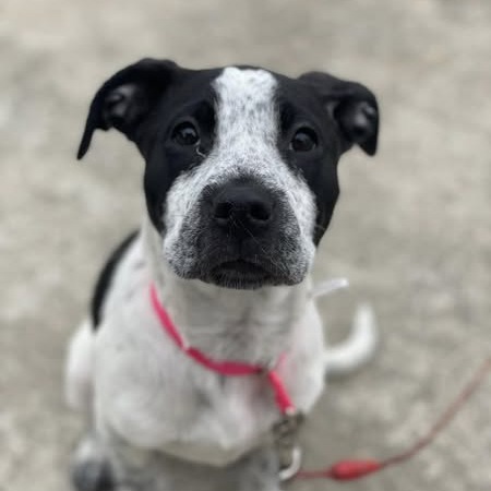 Pepper