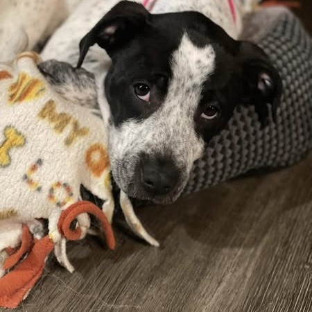Pepper