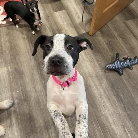 Pepper