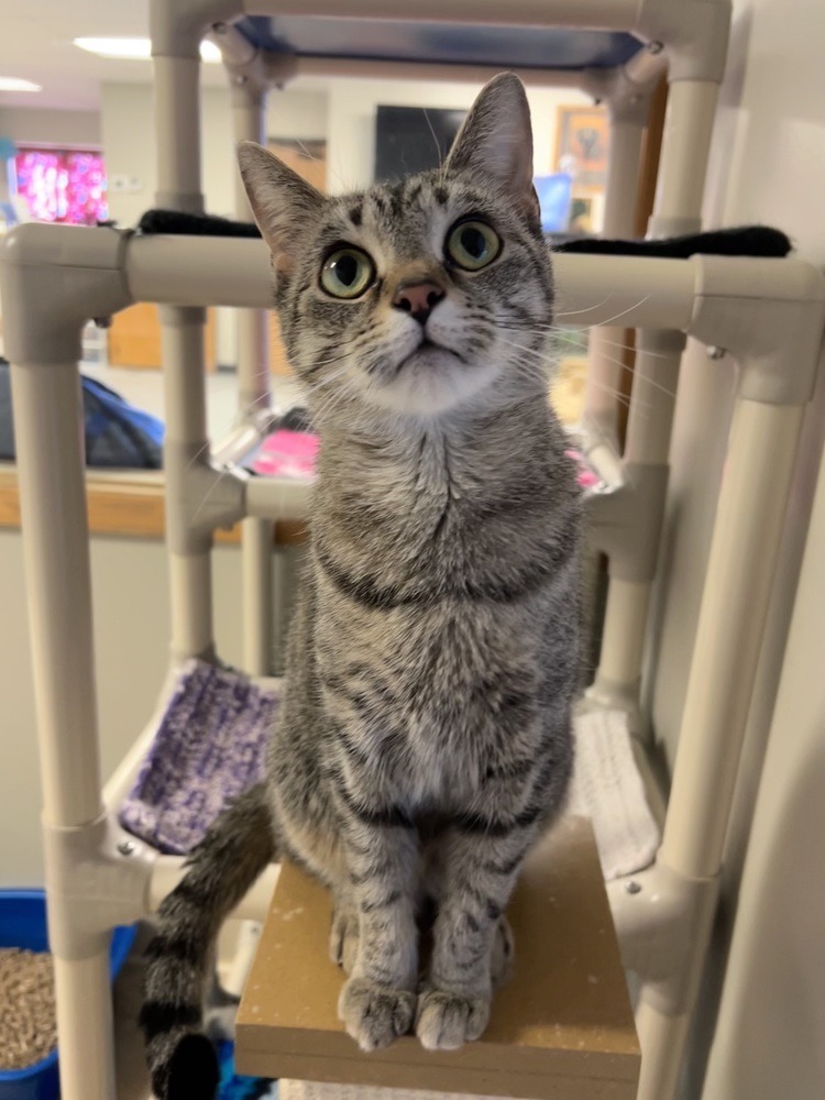 Koda, an adoptable Domestic Short Hair in Bemidji, MN, 56601 | Photo Image 1