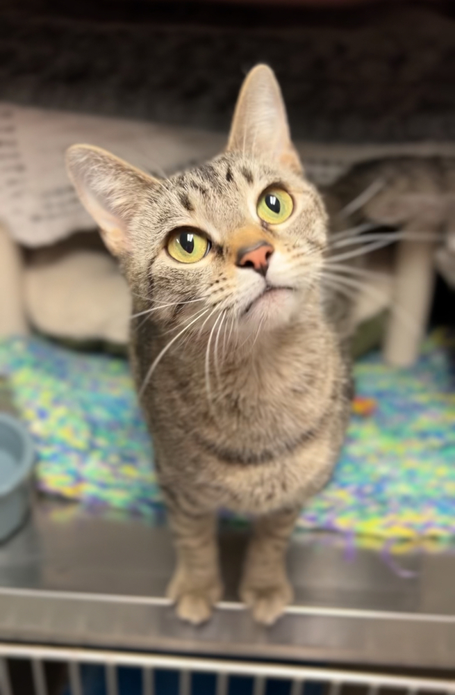 Koda, an adoptable Domestic Short Hair in Bemidji, MN, 56601 | Photo Image 2