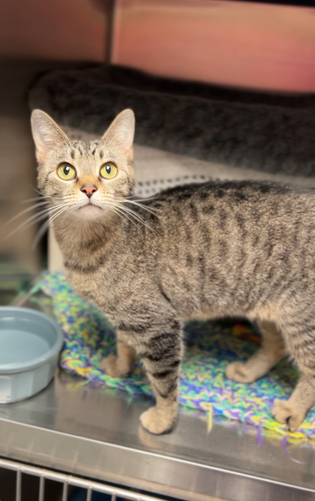 Koda, an adoptable Domestic Short Hair in Bemidji, MN, 56601 | Photo Image 3