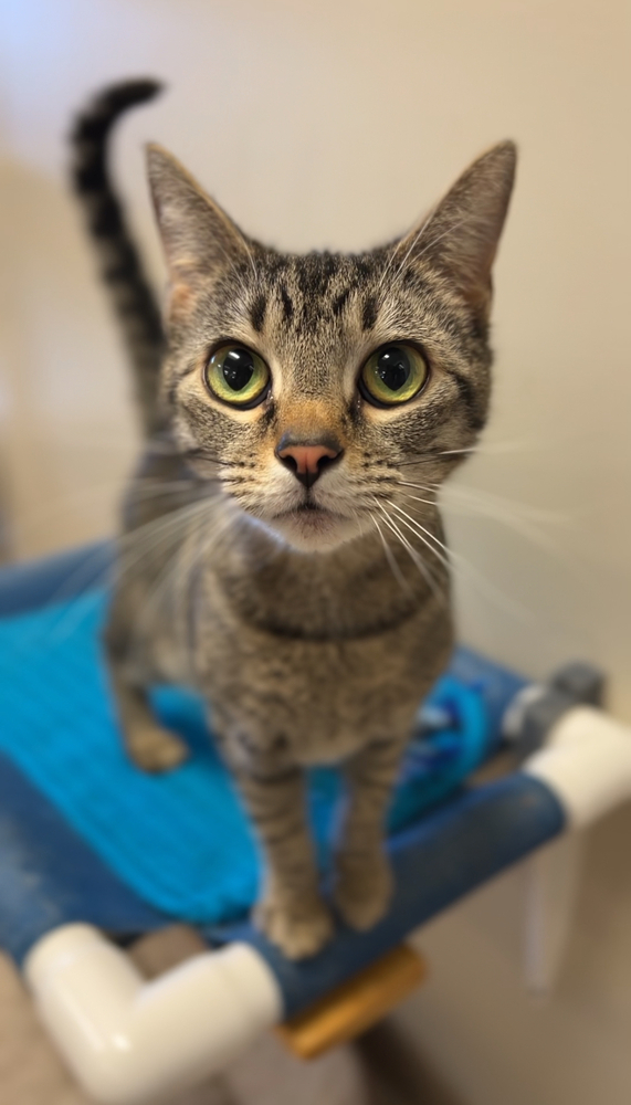 Koda, an adoptable Domestic Short Hair in Bemidji, MN, 56601 | Photo Image 4