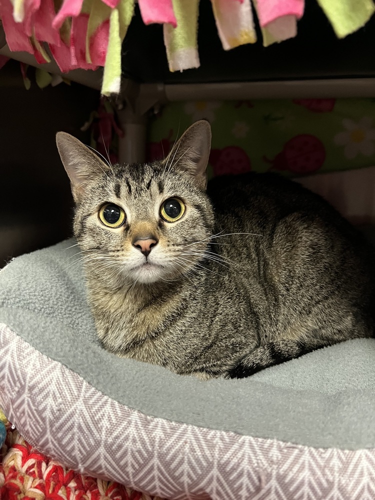 Koda, an adoptable Domestic Short Hair in Bemidji, MN, 56601 | Photo Image 5