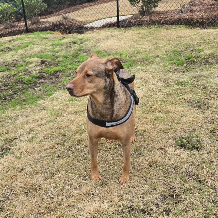 Buddy 9615 4