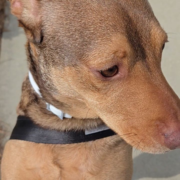 Buddy 9615 6