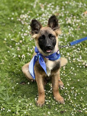 Meet Presley - The Adorable German Shepherd Puppy with a Heart Full of Love Personality Just look 