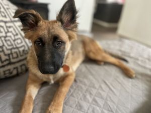 Meet Paris - Your New Best Friend If youre looking for a playful loving and energetic companion