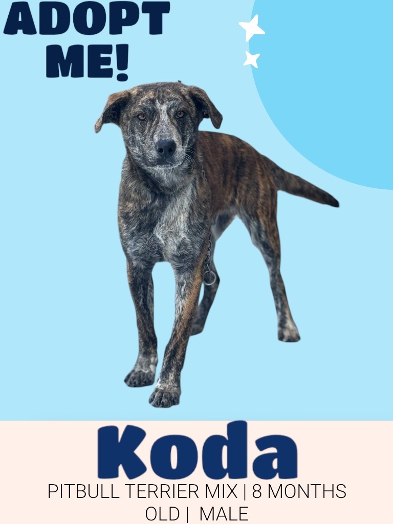Koda