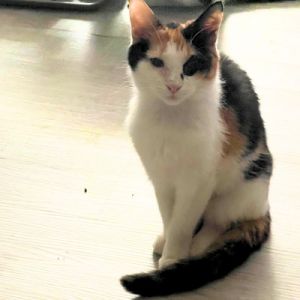 Carin, Young Female Domestic Short Hair