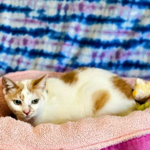 Pete, Senior Male Domestic Short Hair