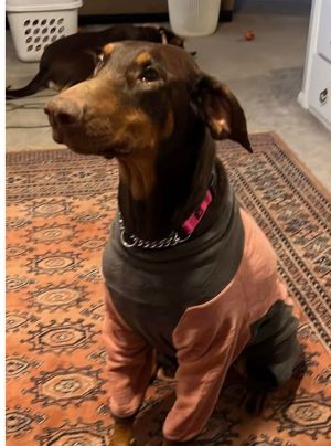 Animal Profile Faye is a very skinny estimated 1-year-old Doberman with natural ears and a chocolat