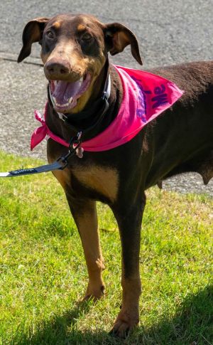 Animal Profile Faye is a very skinny estimated 1-year-old Doberman with natural ears and a chocolat