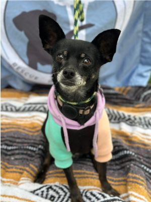 Animal Profile Maddi is an estimated 9-year-old 9 lb Chihuahua mix She was rescued from Stanislau