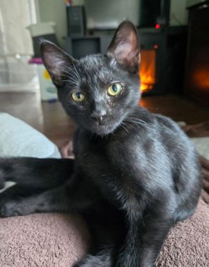 Walter, Young Male Domestic Short Hair