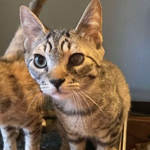 Walnut, an adoptable Domestic Short Hair in Nampa, ID, 83686 | Photo Image 1