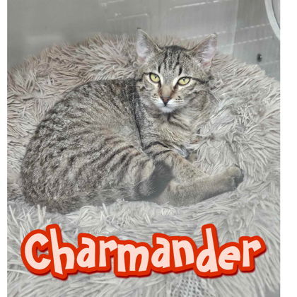 Charmander