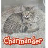 Charmander photo 1
