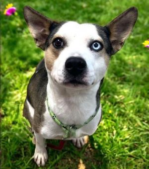 Calli, Adult Female Mixed Breed