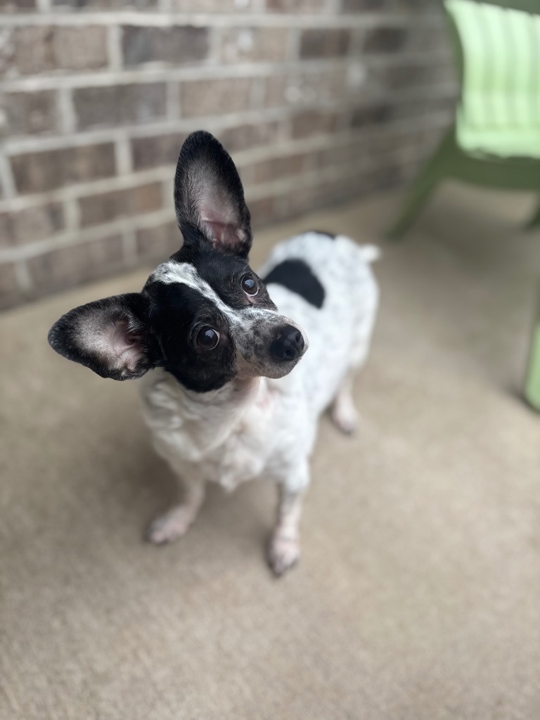 Oreo