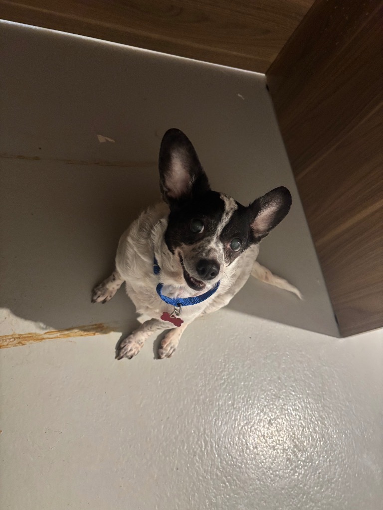 Oreo