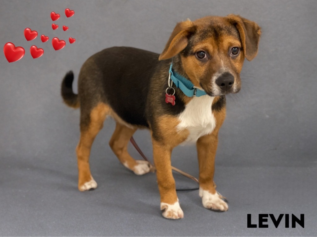Levin