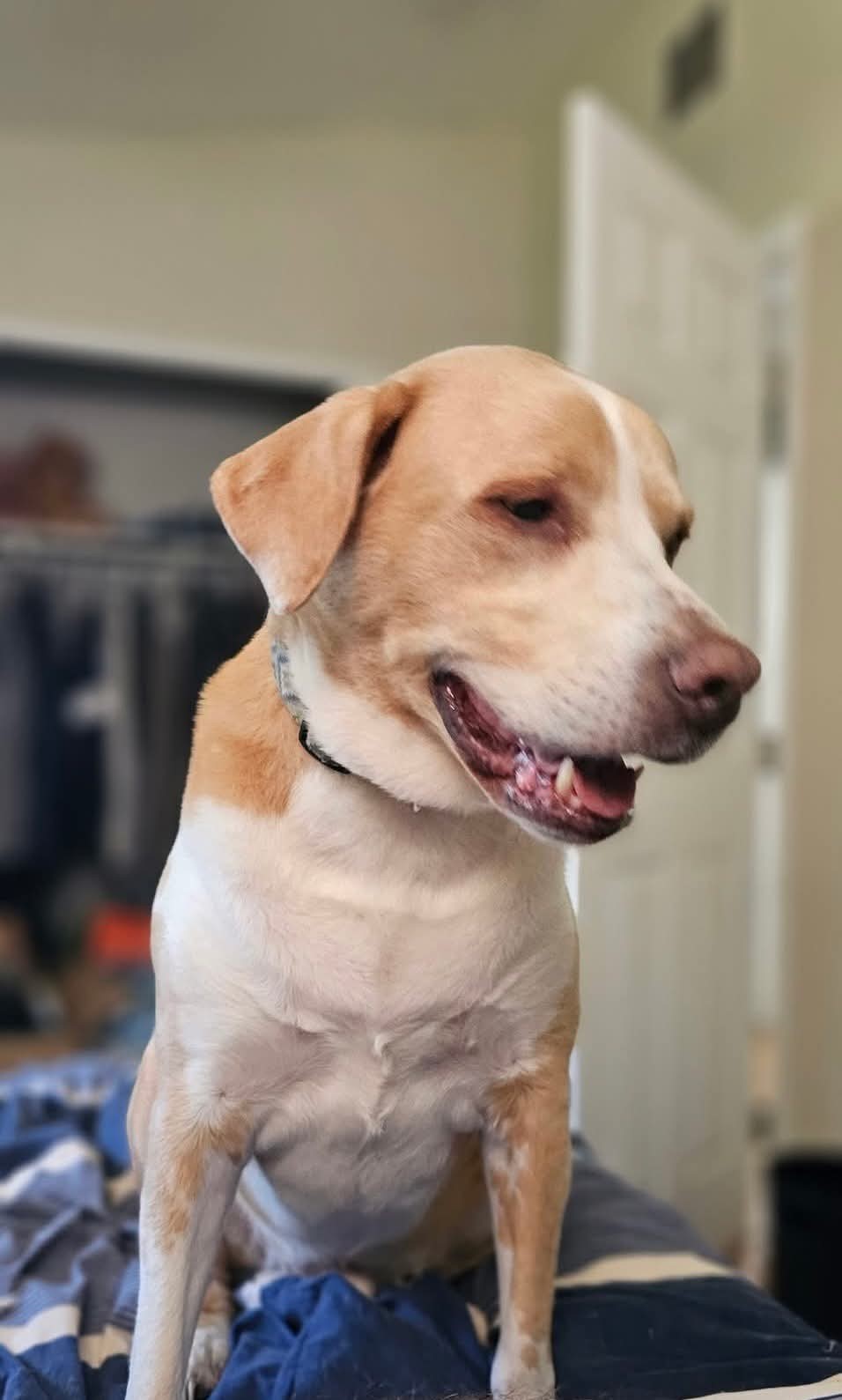 Biscuit