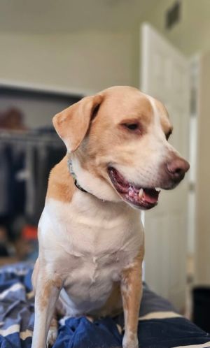 Biscuit, Senior Male unknown