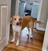 Biscuit photo 2
