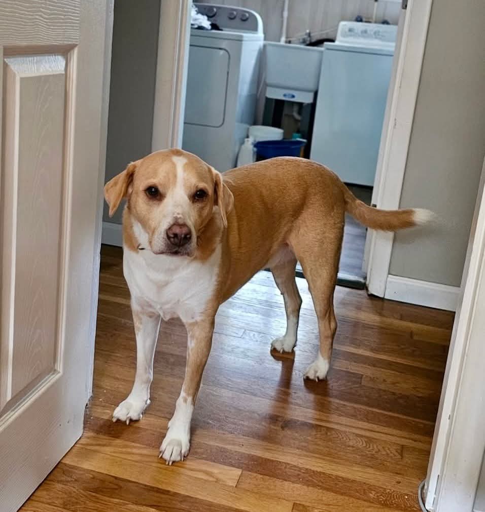 Biscuit