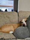 Biscuit photo 3